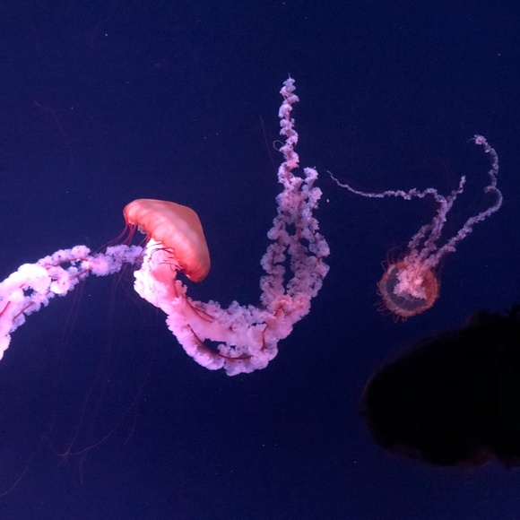 Meet your Posher, Nica - Picture 1 of 1